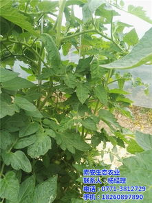 西红柿营养素与素安营养素 农副土特产品中的健康选择